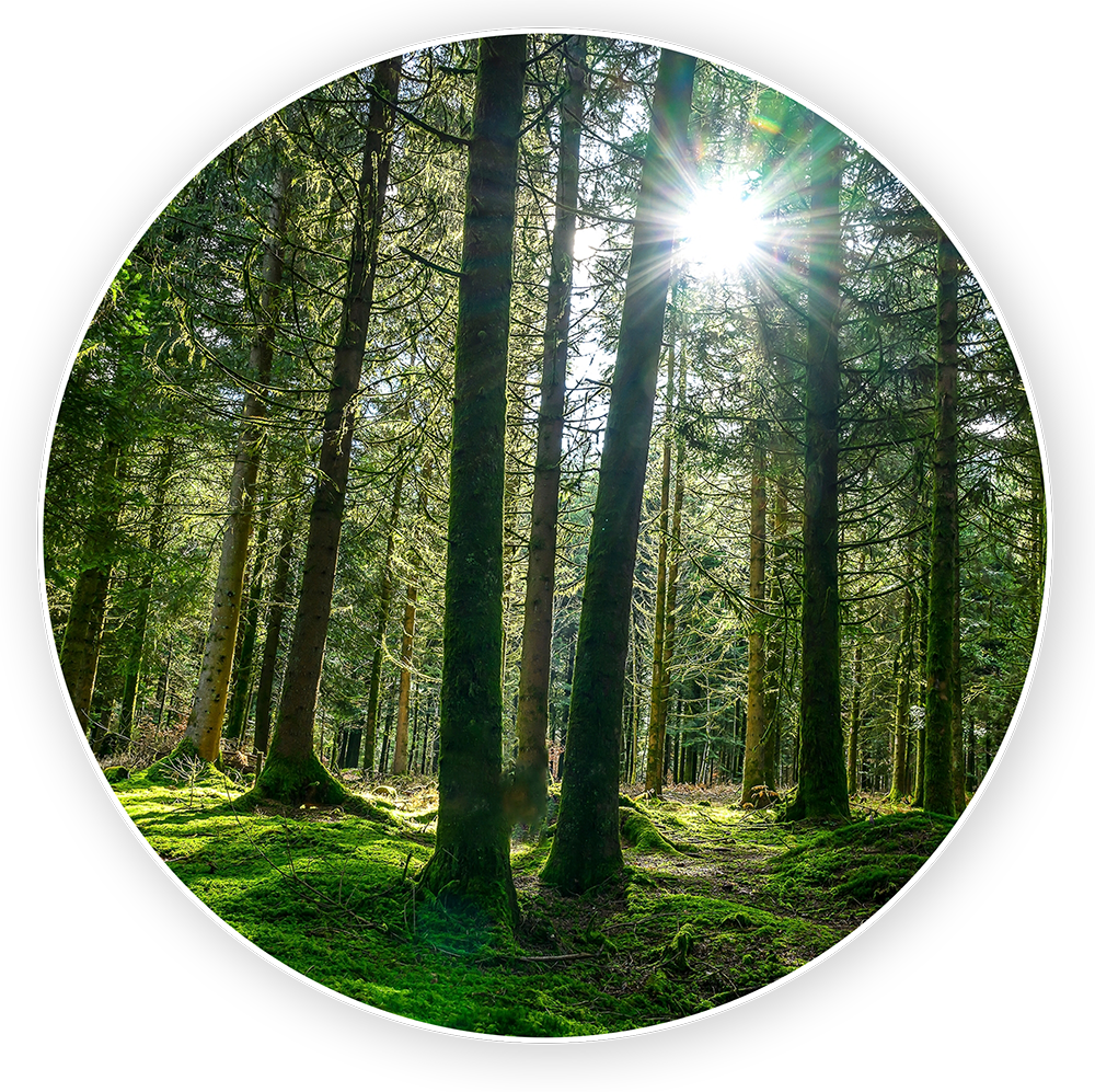 Trees - Equivalent CO2 Reduction 2